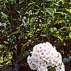 Phlox paniculata 'Miss Holland', habit
