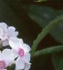 Phlox paniculata 'Miss Holland', flowers