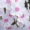 Phlox paniculata 'Miss Holland', flowers