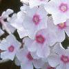 Phlox paniculata 'Miss Holland', flowers