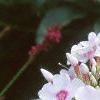 Phlox paniculata 'Miss Holland', flowers