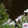 Phlox paniculata 'Miss Holland', flowers