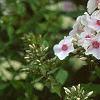 Phlox paniculata 'Miss Holland', flowers