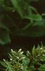 Phlox paniculata 'Miss Holland', flowers