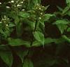Phlox paniculata 'Miss Holland', flowers