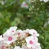 Phlox paniculata 'Miss Holland', flowers