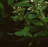 Phlox paniculata 'Miss Holland', flowers