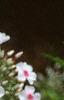Phlox paniculata 'Miss Holland', flowers