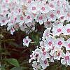 Phlox paniculata 'Miss Holland', flowers