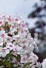 Phlox paniculata 'Miss Holland', flowers