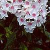 Phlox paniculata 'Miss Holland', flowers