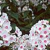 Phlox paniculata 'Miss Holland', flowers