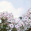 Phlox paniculata 'Miss Holland', flowers