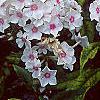 Phlox paniculata 'Miss Holland', flowers