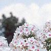 Phlox paniculata 'Miss Holland', flowers