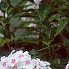 Phlox paniculata 'Miss Holland', flowers
