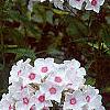 Phlox paniculata 'Miss Holland', flowers