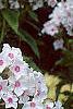 Phlox paniculata 'Miss Holland', flowers
