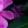 Phlox paniculata 'Pink Flame', flowers
