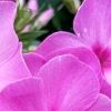 Phlox paniculata 'Pink Flame', flowers