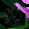Phlox paniculata 'Pink Flame', flowers