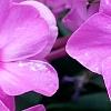 Phlox paniculata 'Pink Flame', flowers