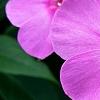 Phlox paniculata 'Pink Flame', flowers