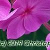 Phlox paniculata 'Pink Flame', flowers