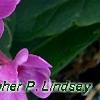 Phlox paniculata 'Pink Flame', flowers