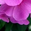 Phlox paniculata 'Pink Flame', flowers
