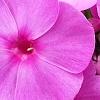 Phlox paniculata 'Pink Flame', flowers