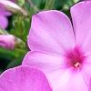 Phlox paniculata 'Pink Flame', flowers