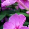 Phlox paniculata 'Pink Flame', flowers