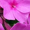 Phlox paniculata 'Pink Flame', flowers