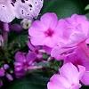 Phlox paniculata 'Pink Flame', flowers