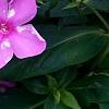 Phlox paniculata 'Pink Flame', flowers