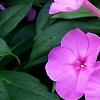 Phlox paniculata 'Pink Flame', flowers