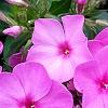 Phlox paniculata 'Pink Flame', flowers