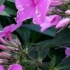 Phlox paniculata 'Pink Flame', flowers