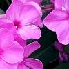 Phlox paniculata 'Pink Flame', flowers