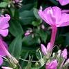 Phlox paniculata 'Pink Flame', flowers