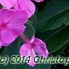 Phlox paniculata 'Pink Flame', flowers