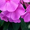Phlox paniculata 'Pink Flame', flowers