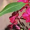 Phlox paniculata 'Red Magic', flowers