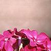 Phlox paniculata 'Red Magic', flowers