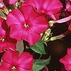 Phlox paniculata 'Red Magic', flowers