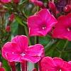 Phlox paniculata 'Red Riding Hood', flowers