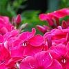 Phlox paniculata 'Red Riding Hood', flowers