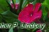 Phlox paniculata 'Red Riding Hood', flowers