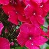 Phlox paniculata 'Red Riding Hood', flowers